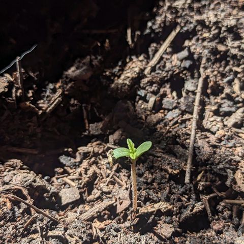 Toxi k growlog photo: Día 5