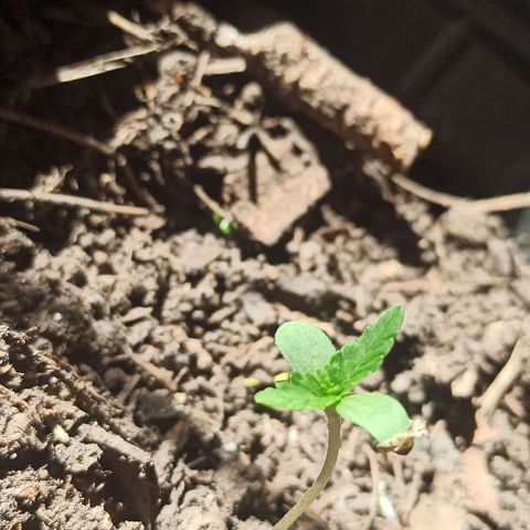 Toxi k growlog timeline photo