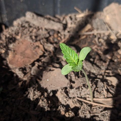Toxi k growlog photo: Día 9 