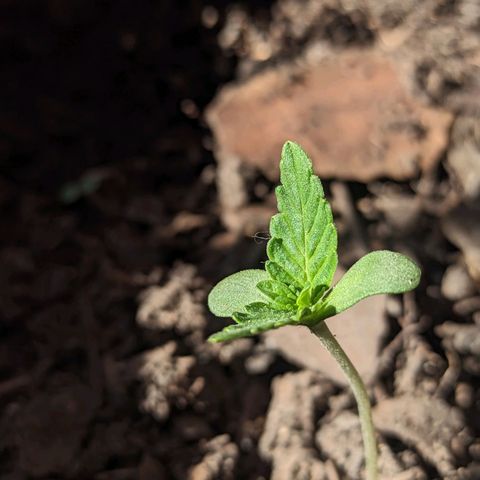 Toxi k growlog photo: Día 9 