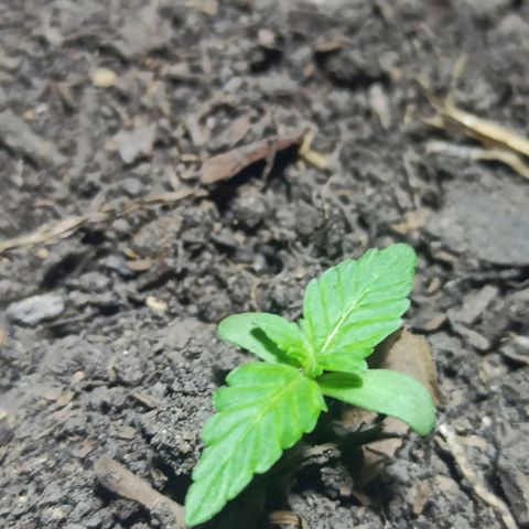 Toxi k growlog timeline photo