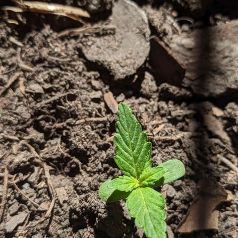 Toxi k growlog timeline photo