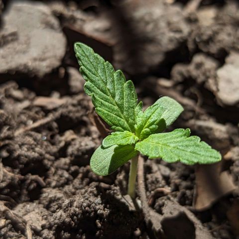 Toxi k growlog timeline photo