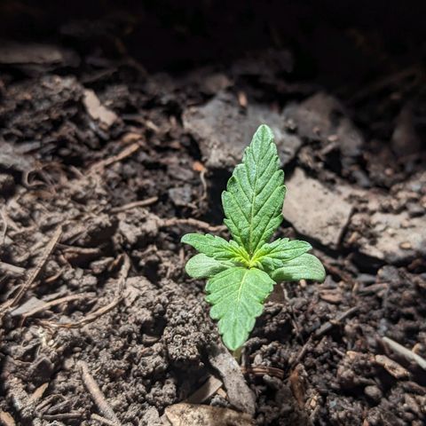 Toxi k growlog timeline photo