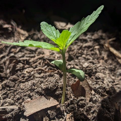 Toxi k growlog timeline photo