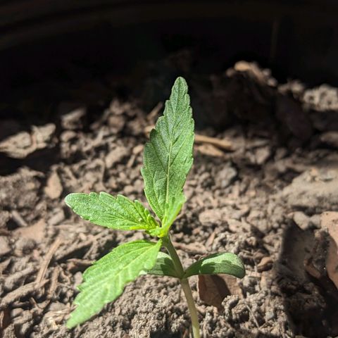 Toxi k growlog timeline photo