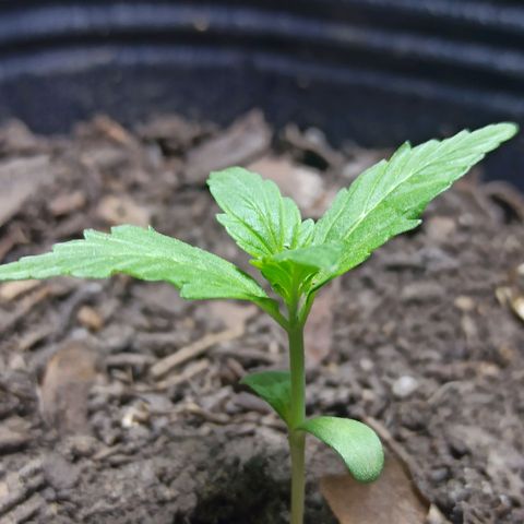 Toxi k growlog timeline photo