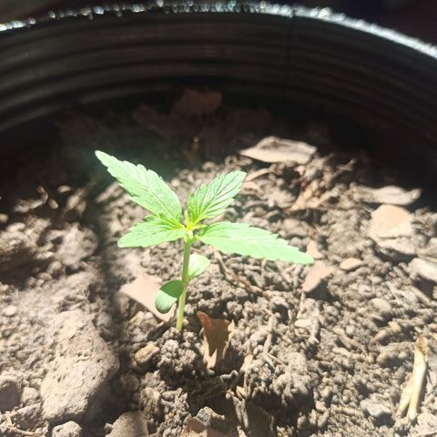 Toxi k growlog timeline photo