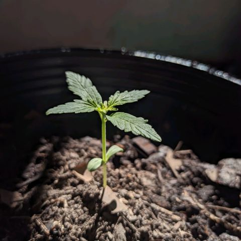 Toxi k growlog timeline photo