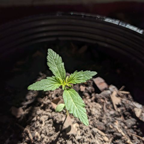 Toxi k growlog timeline photo