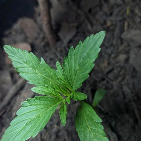 Toxi k growlog timeline photo