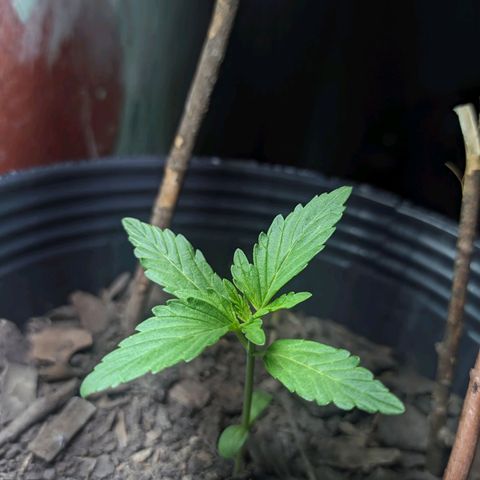 Toxi k growlog timeline photo