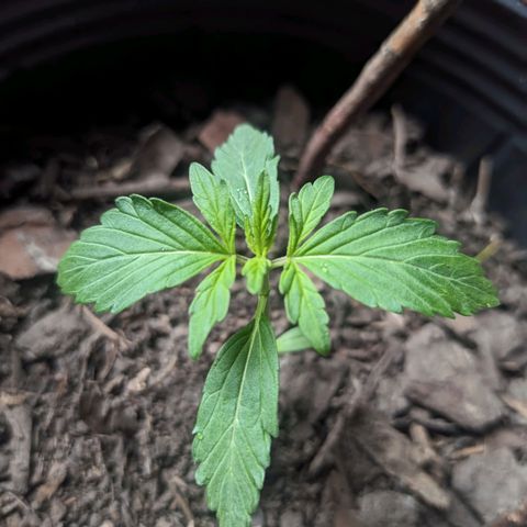 Toxi k growlog timeline photo