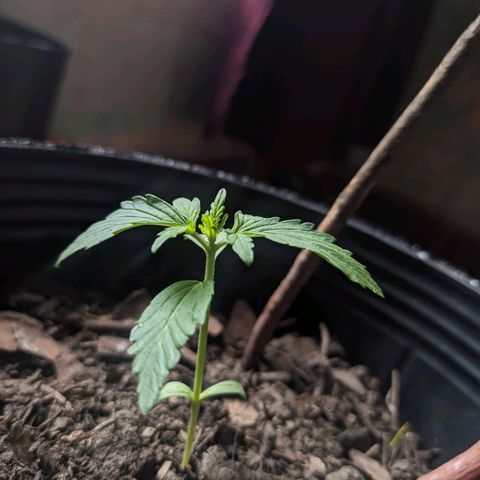 Toxi k growlog timeline photo