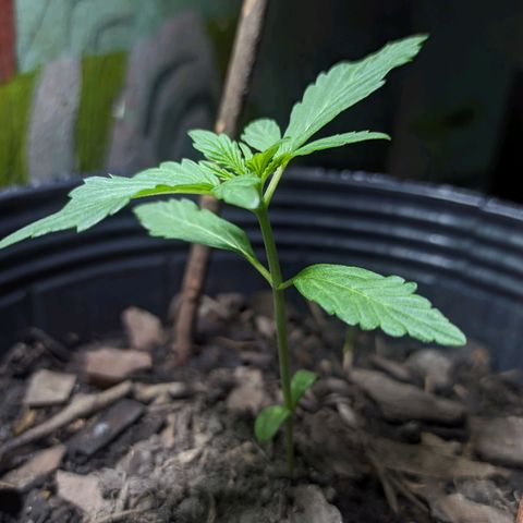 Toxi k growlog timeline photo