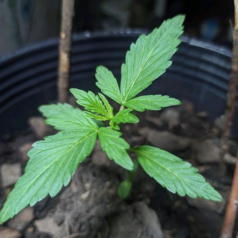 Toxi k growlog timeline photo