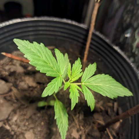 Toxi k growlog timeline photo