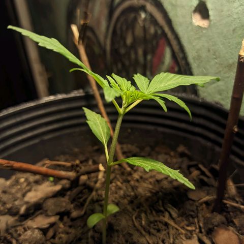 Toxi k growlog timeline photo