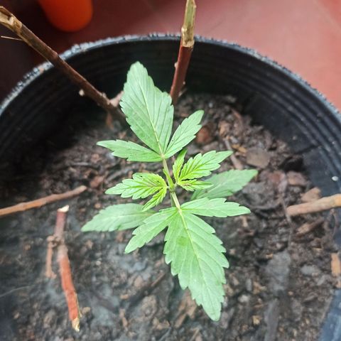 Toxi k growlog timeline photo