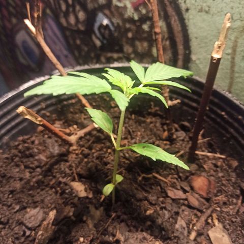 Toxi k growlog timeline photo