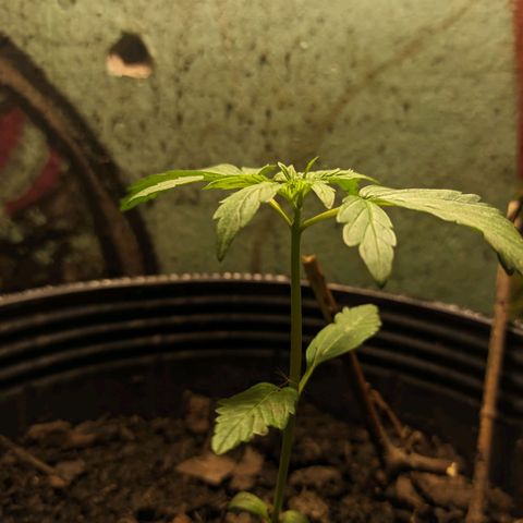 Toxi k growlog timeline photo