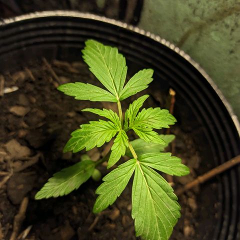 Toxi k growlog timeline photo