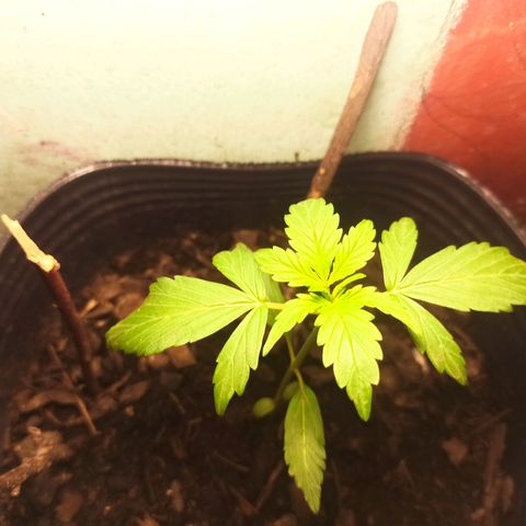 Toxi k growlog timeline photo