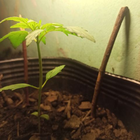 Toxi k growlog timeline photo