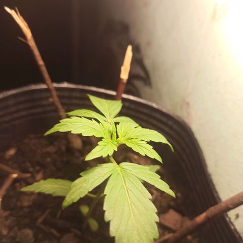 Toxi k growlog timeline photo