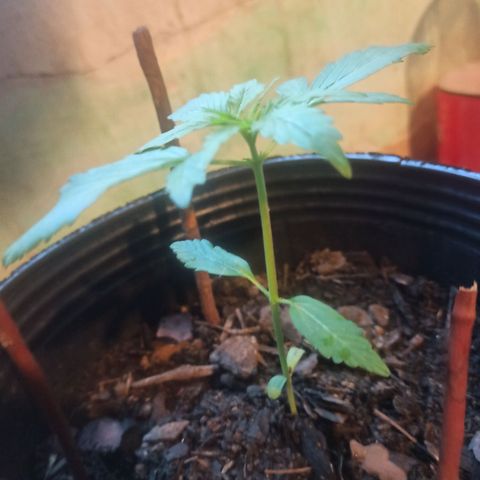 Toxi k growlog timeline photo