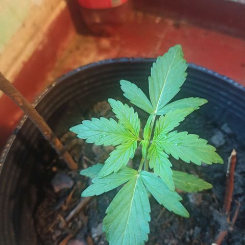 Toxi k growlog timeline photo