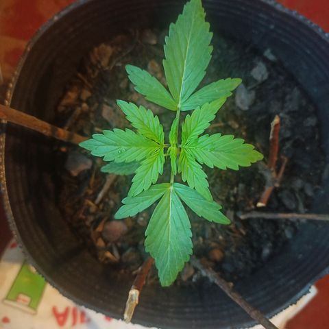Toxi k growlog timeline photo