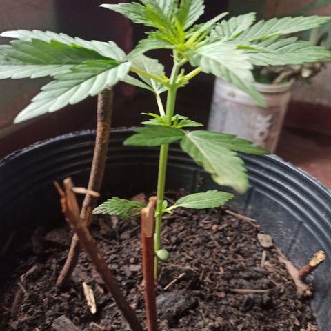 Toxi k growlog timeline photo