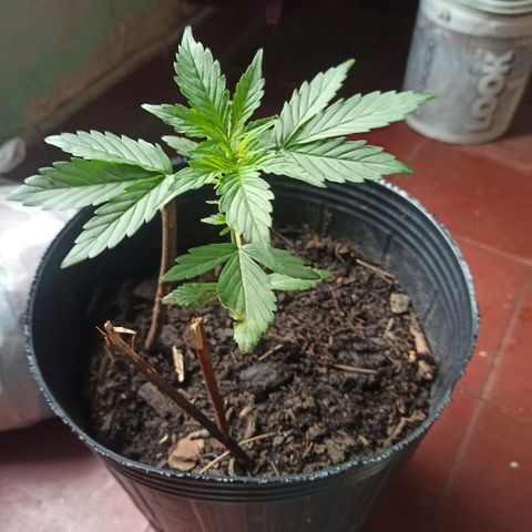 Toxi k growlog timeline photo