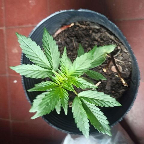 Toxi k growlog timeline photo