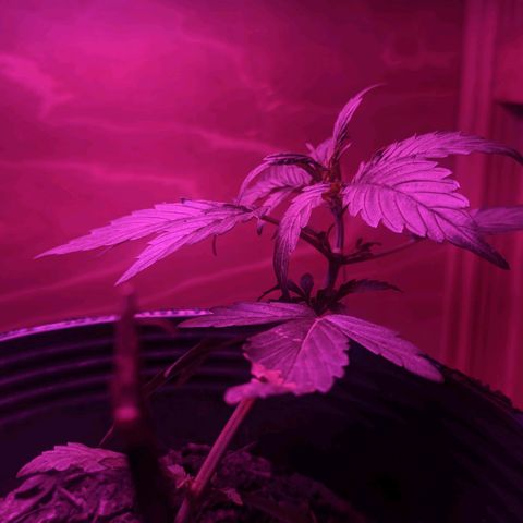 Toxi k growlog timeline photo