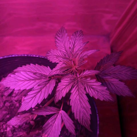 Toxi k growlog timeline photo