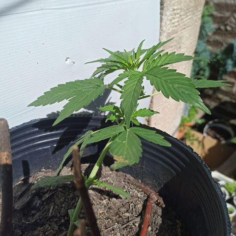 Toxi k growlog timeline photo