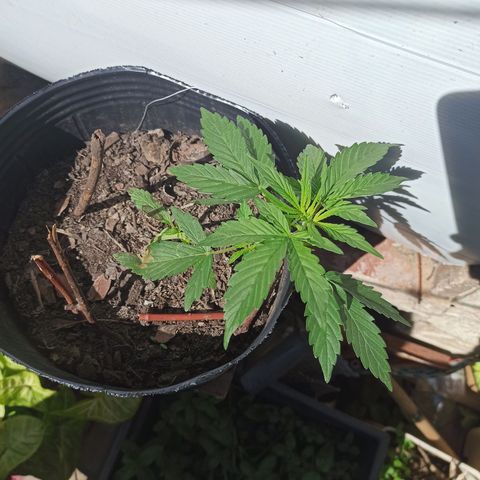 Toxi k growlog timeline photo