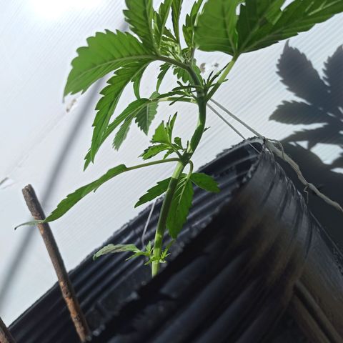 Toxi k growlog timeline photo