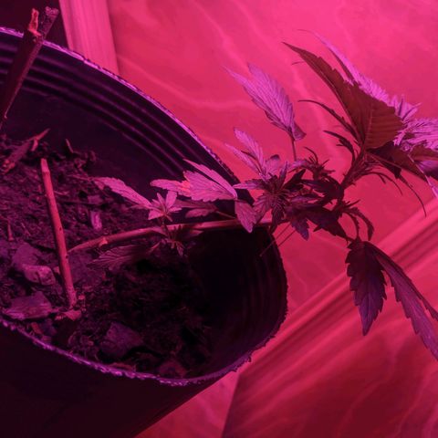 Toxi k growlog timeline photo