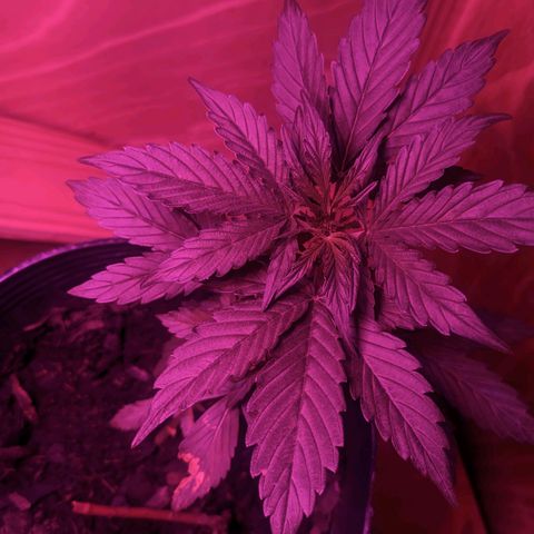 Toxi k growlog timeline photo