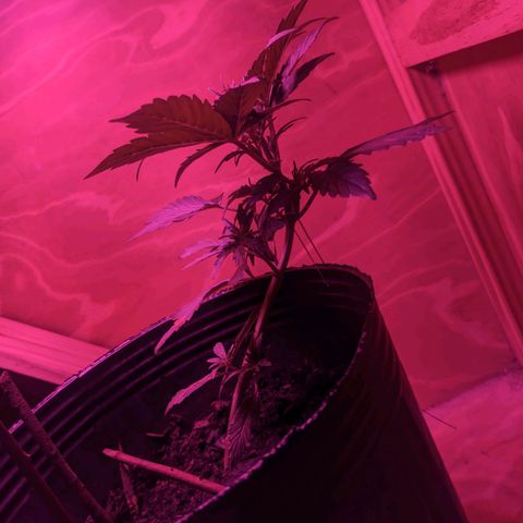 Toxi k growlog timeline photo