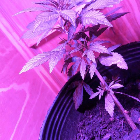 Toxi k growlog timeline photo