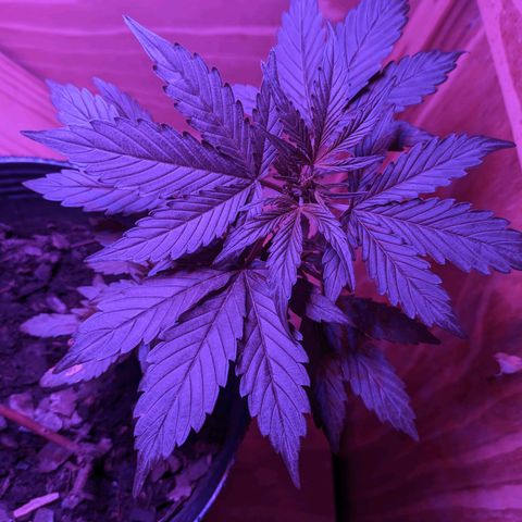 Toxi k growlog timeline photo