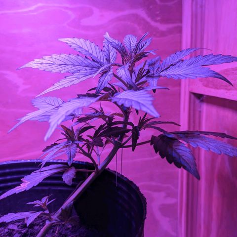 Toxi k growlog timeline photo