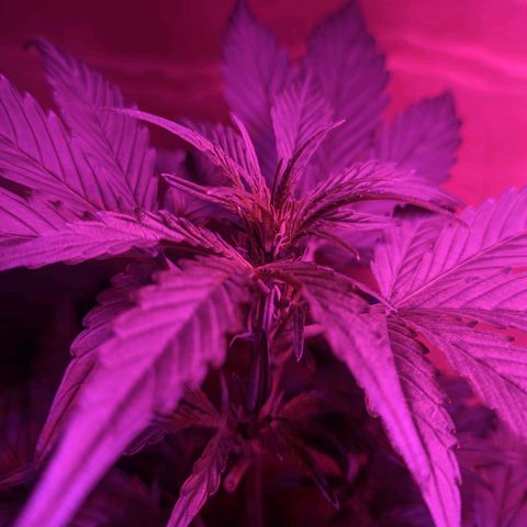 Toxi k growlog timeline photo