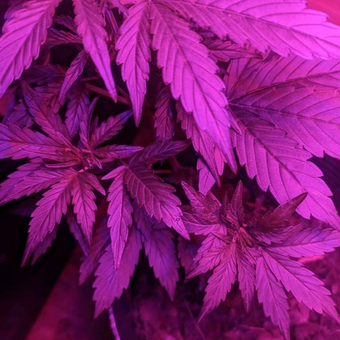 Toxi k growlog timeline photo