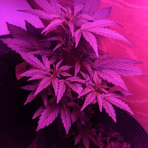Toxi k growlog timeline photo