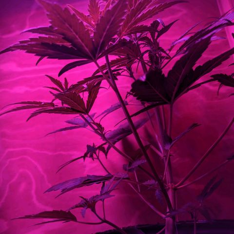Toxi k growlog timeline photo